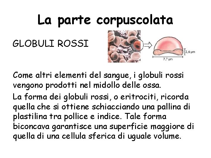 La parte corpuscolata GLOBULI ROSSI Come altri elementi del sangue, i globuli rossi vengono