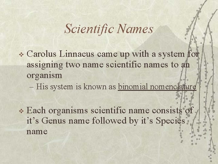 Scientific Names v Carolus Linnaeus came up with a system for assigning two name