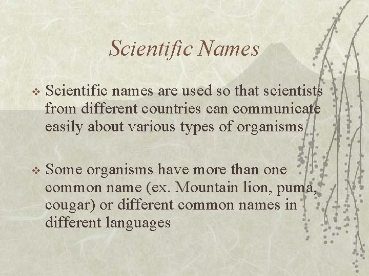 Scientific Names v Scientific names are used so that scientists from different countries can