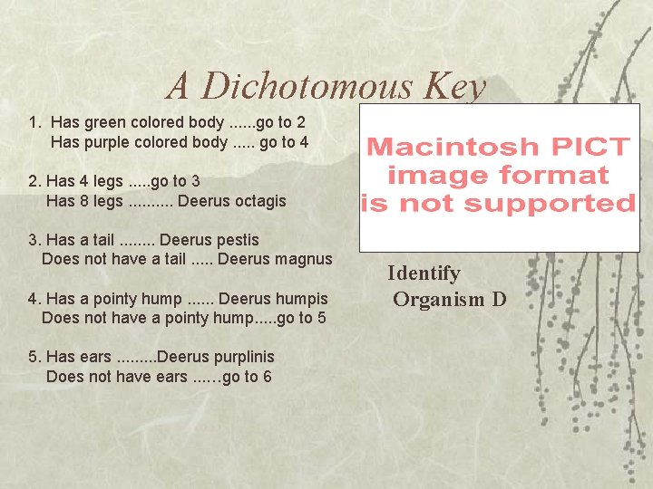 A Dichotomous Key 1. Has green colored body. . . go to 2 Has