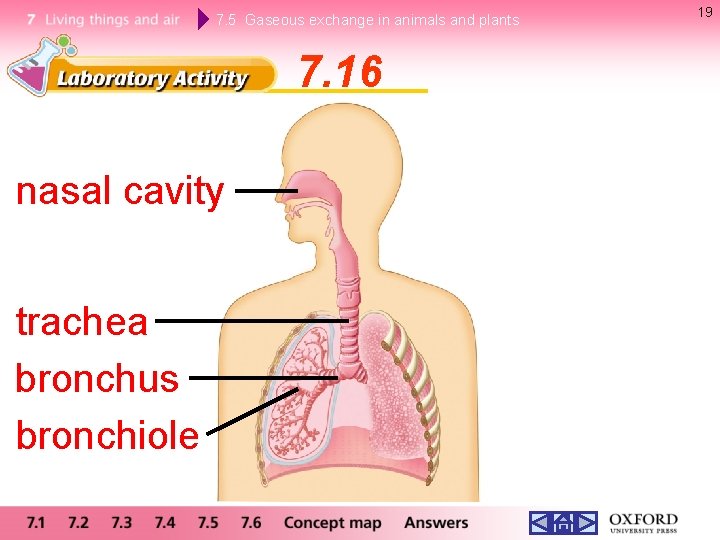 7. 5 Gaseous exchange in animals and plants 7. 16 nasal cavity trachea bronchus