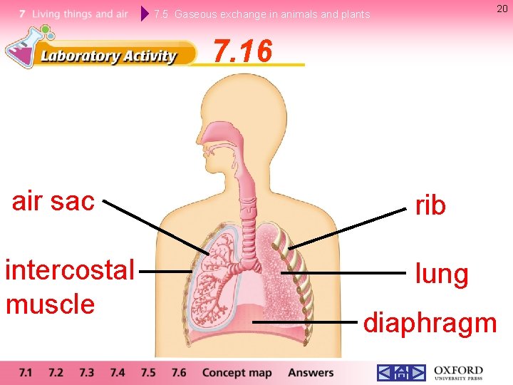 20 7. 5 Gaseous exchange in animals and plants 7. 16 air sac rib 20 7. 5 Gaseous exchange in animals and plants 7. 16 air sac rib