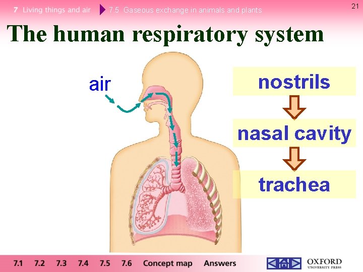 7. 5 Gaseous exchange in animals and plants 21 The human respiratory system air