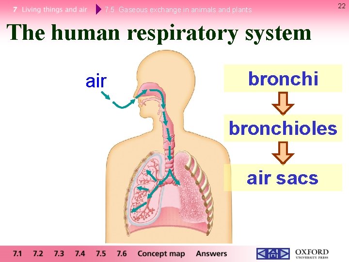 7. 5 Gaseous exchange in animals and plants The human respiratory system air bronchioles 7. 5 Gaseous exchange in animals and plants The human respiratory system air bronchioles