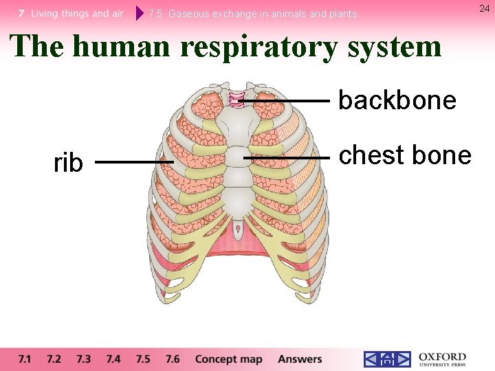 7. 5 Gaseous exchange in animals and plants The human respiratory system backbone rib