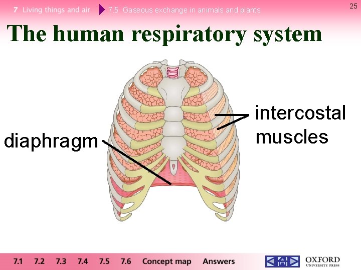 7. 5 Gaseous exchange in animals and plants The human respiratory system diaphragm intercostal