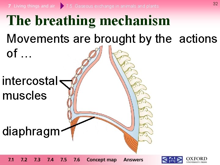 7. 5 Gaseous exchange in animals and plants 32 The breathing mechanism Movements are