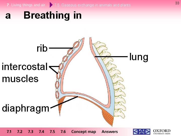 7. 5 Gaseous exchange in animals and plants a Breathing in rib intercostal muscles