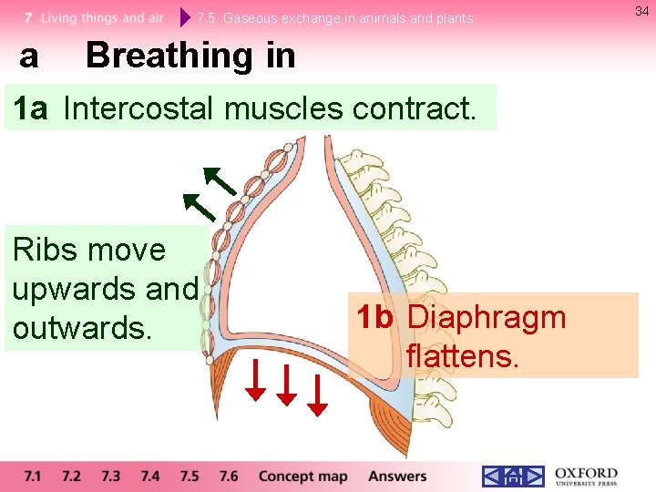 7. 5 Gaseous exchange in animals and plants a Breathing in 1 a Intercostal