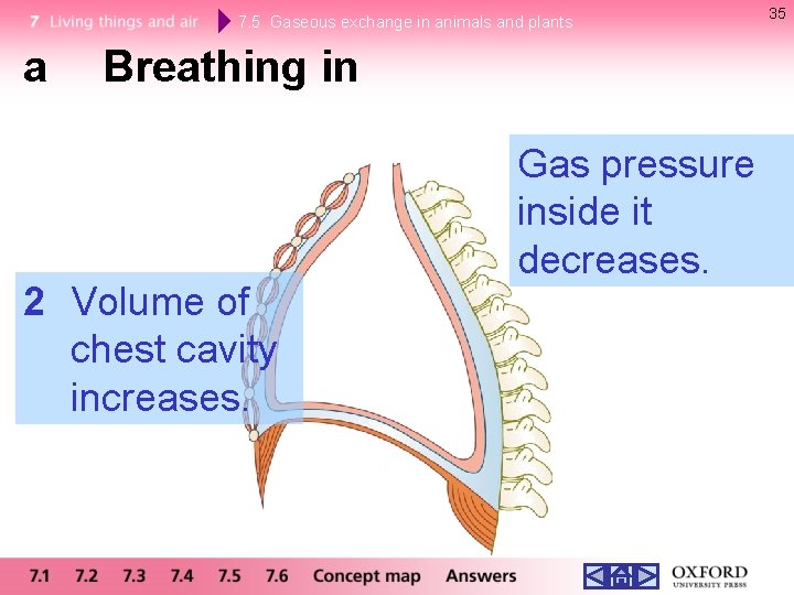 7. 5 Gaseous exchange in animals and plants a Breathing in 2 Volume of