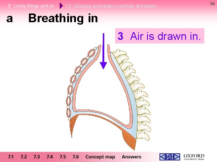 7. 5 Gaseous exchange in animals and plants a Breathing in 3 Air is 7. 5 Gaseous exchange in animals and plants a Breathing in 3 Air is