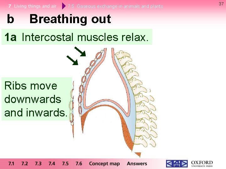 7. 5 Gaseous exchange in animals and plants b Breathing out 1 a Intercostal