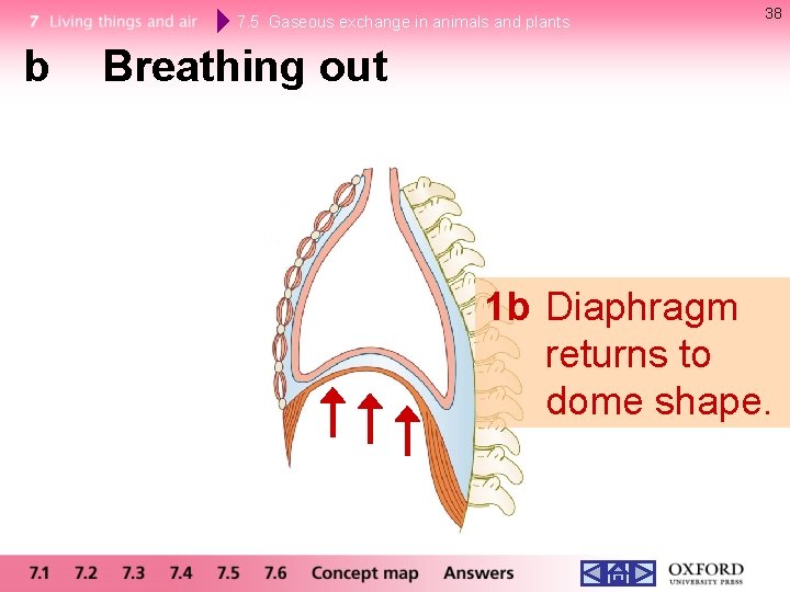 7. 5 Gaseous exchange in animals and plants b 38 Breathing out 1 b