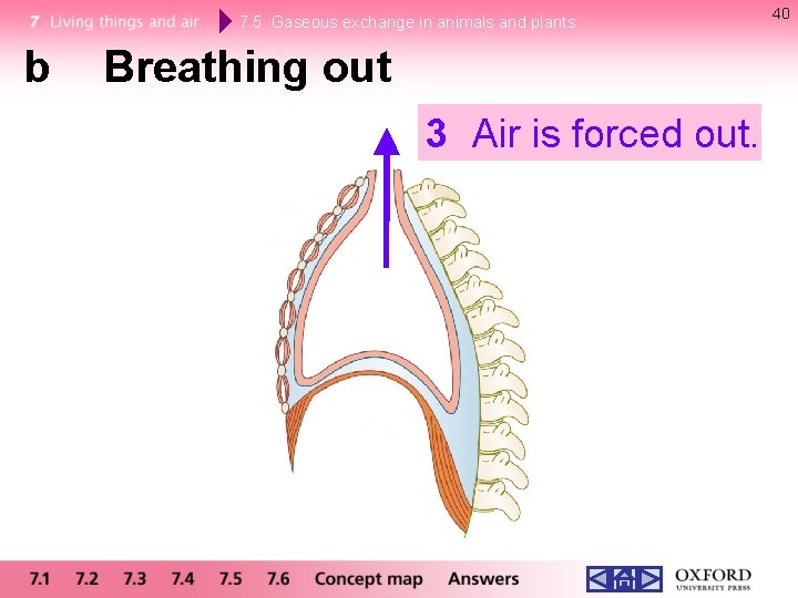 7. 5 Gaseous exchange in animals and plants b Breathing out 3 Air is