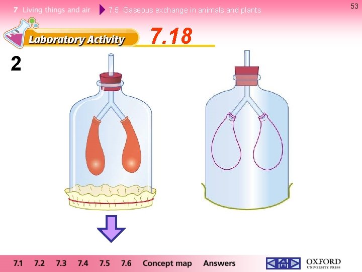 7. 5 Gaseous exchange in animals and plants 7. 18 2 53 