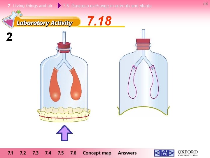 7. 5 Gaseous exchange in animals and plants 7. 18 2 54 