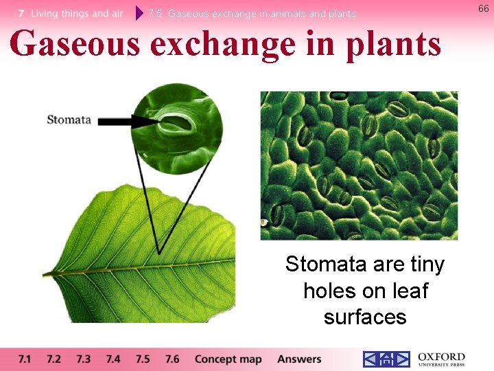 7. 5 Gaseous exchange in animals and plants Gaseous exchange in plants Stomata are