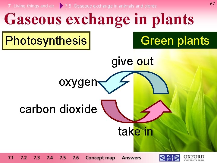 7. 5 Gaseous exchange in animals and plants Gaseous exchange in plants Photosynthesis Green