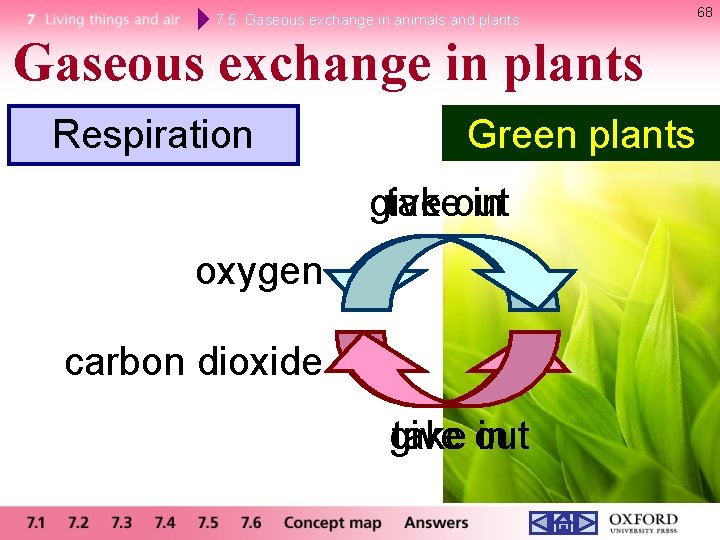 7. 5 Gaseous exchange in animals and plants Gaseous exchange in plants Respiration Green 7. 5 Gaseous exchange in animals and plants Gaseous exchange in plants Respiration Green