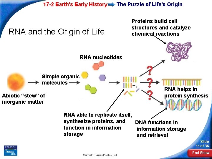 17 -2 Earth's Early History The Puzzle of Life's Origin RNA and the Origin