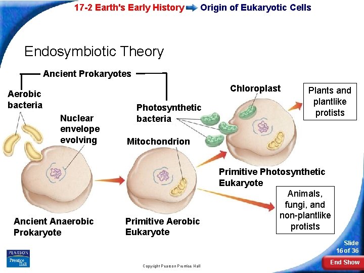 17 -2 Earth's Early History Origin of Eukaryotic Cells Endosymbiotic Theory Ancient Prokaryotes Chloroplast