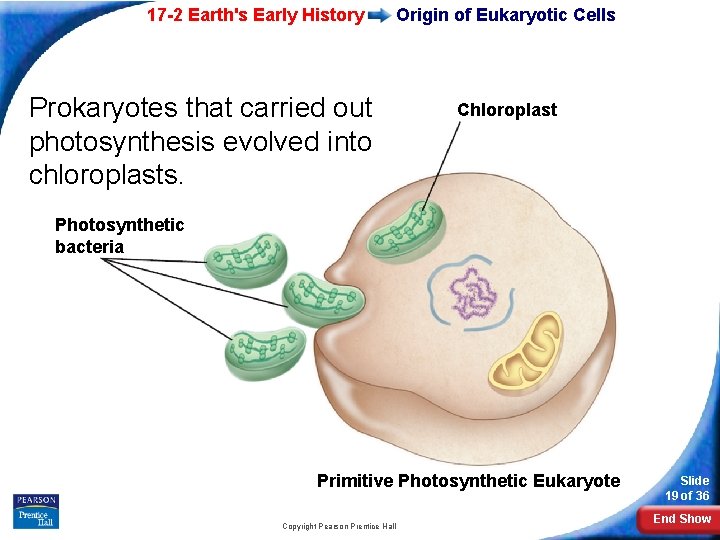 17 -2 Earth's Early History Prokaryotes that carried out photosynthesis evolved into chloroplasts. Origin