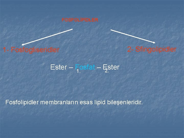 FOSFOLİPİDLER 1 - Fosfogliseridler 2 - Sfingolipidler Ester – Fosfat – Ester 2. 1. FOSFOLİPİDLER 1 - Fosfogliseridler 2 - Sfingolipidler Ester – Fosfat – Ester 2. 1.