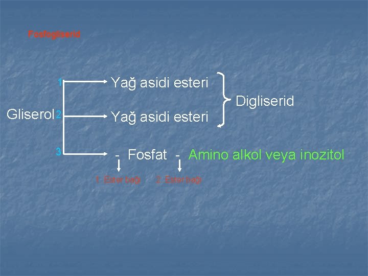 Fosfogliserid 1 Gliserol 2 3 Yağ asidi esteri Digliserid - Fosfat - Amino alkol Fosfogliserid 1 Gliserol 2 3 Yağ asidi esteri Digliserid - Fosfat - Amino alkol