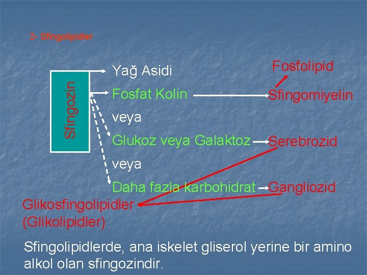 2 - Sfingolipidler Sfingozin Yağ Asidi Fosfat Kolin Fosfolipid Sfingomiyelin veya Glukoz veya Galaktoz 2 - Sfingolipidler Sfingozin Yağ Asidi Fosfat Kolin Fosfolipid Sfingomiyelin veya Glukoz veya Galaktoz