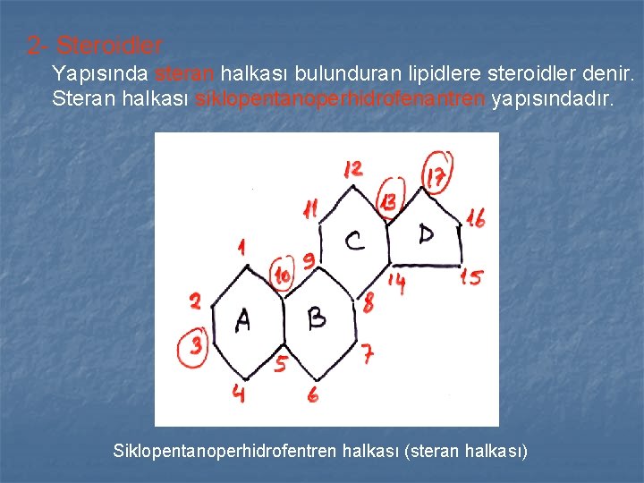 2 - Steroidler Yapısında steran halkası bulunduran lipidlere steroidler denir. Steran halkası siklopentanoperhidrofenantren yapısındadır. 2 - Steroidler Yapısında steran halkası bulunduran lipidlere steroidler denir. Steran halkası siklopentanoperhidrofenantren yapısındadır.