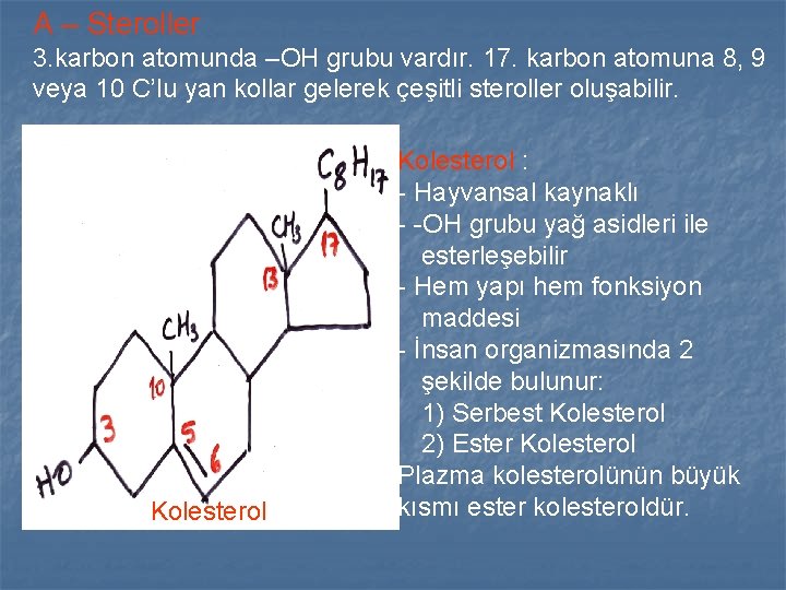 A – Steroller 3. karbon atomunda –OH grubu vardır. 17. karbon atomuna 8, 9 A – Steroller 3. karbon atomunda –OH grubu vardır. 17. karbon atomuna 8, 9