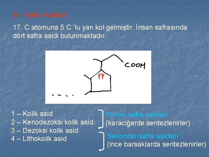 B – Safra Asidleri 17. C atomuna 5 C ’lu yan kol gelmiştir. İnsan B – Safra Asidleri 17. C atomuna 5 C ’lu yan kol gelmiştir. İnsan