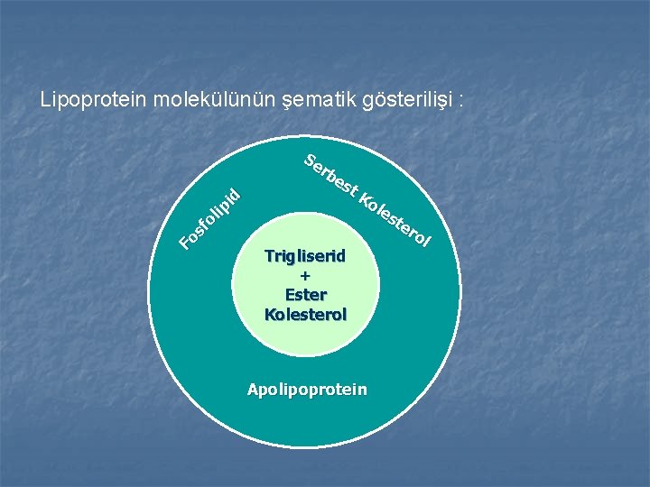 Fo sf ol ip id Lipoprotein molekülünün şematik gösterilişi : Se rb es t. Fo sf ol ip id Lipoprotein molekülünün şematik gösterilişi : Se rb es t.