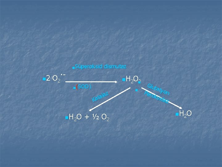 . n 2 O 2 n. Süperoksid n(SOD) n H 2 O dismutaz n. . n 2 O 2 n. Süperoksid n(SOD) n H 2 O dismutaz n.