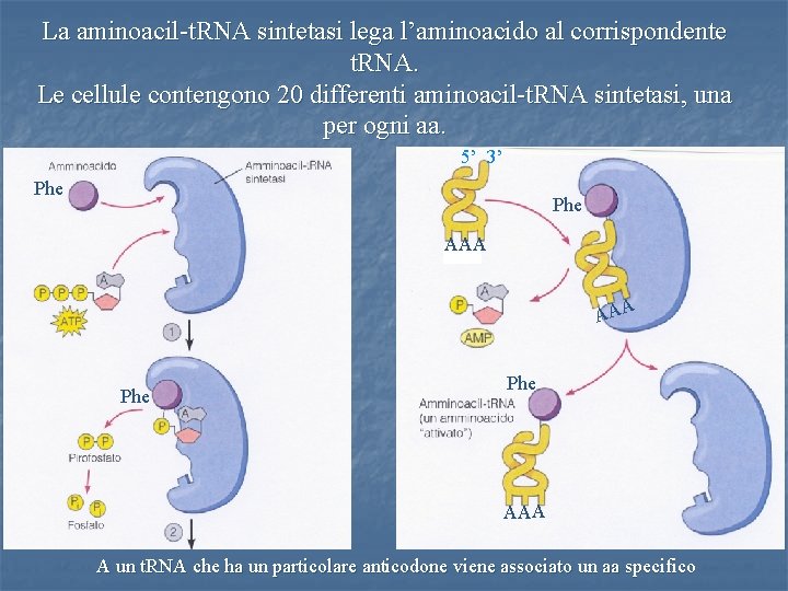 La aminoacil-t. RNA sintetasi lega l’aminoacido al corrispondente t. RNA. Le cellule contengono 20