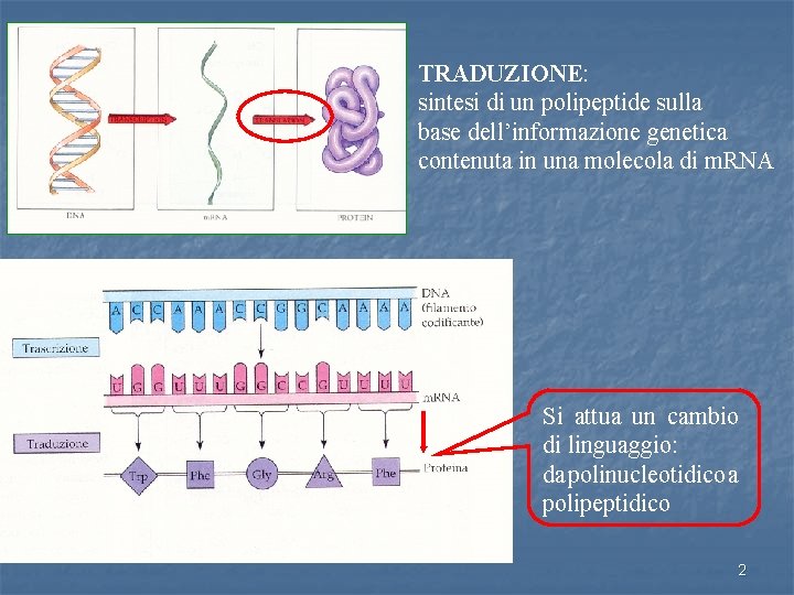 TRADUZIONE: sintesi di un polipeptide sulla base dell’informazione genetica contenuta in una molecola di