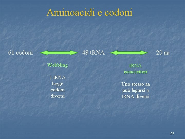 Aminoacidi e codoni 61 codoni 48 t. RNA Wobbling 1 t. RNA legge codoni