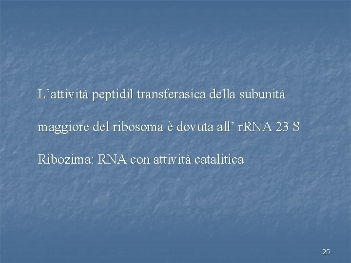 L’attività peptidil transferasica della subunità maggiore del ribosoma è dovuta all’ r. RNA 23