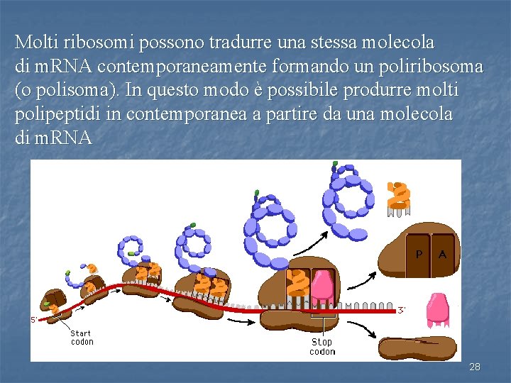 Molti ribosomi possono tradurre una stessa molecola di m. RNA contemporaneamente formando un poliribosoma