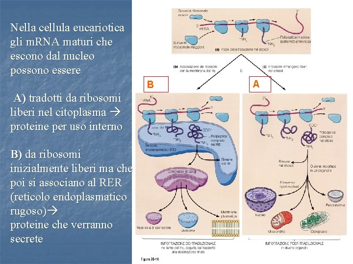 Nella cellula eucariotica gli m. RNA maturi che escono dal nucleo possono essere B