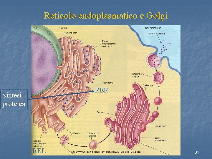 Reticolo endoplasmatico e Golgi RER Sintesi proteica REL 31 