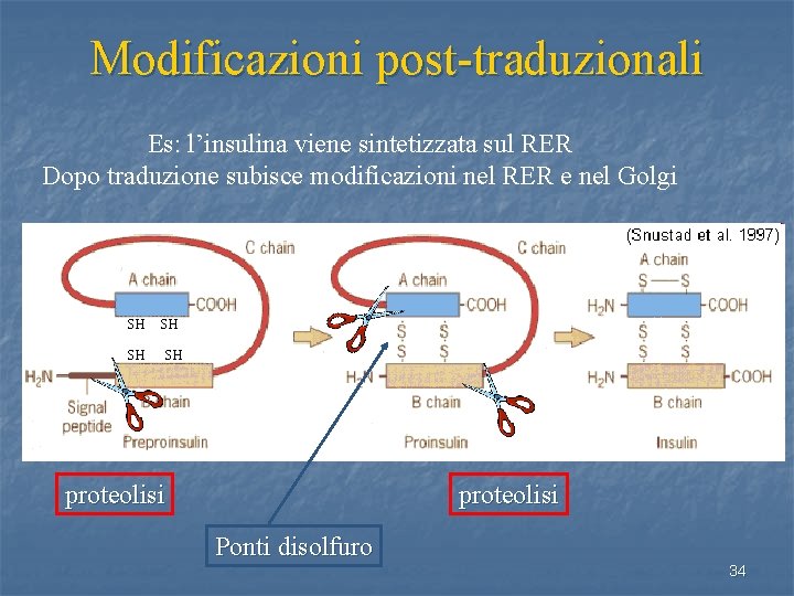 Modificazioni post-traduzionali Es: l’insulina viene sintetizzata sul RER Dopo traduzione subisce modificazioni nel RER