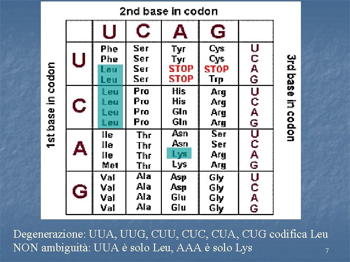 Degenerazione: UUA, UUG, CUU, CUC, CUA, CUG codifica Leu NON ambiguità: UUA è solo
