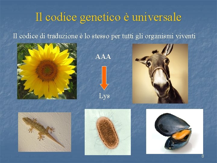 Il codice genetico è universale Il codice di traduzione è lo stesso per tutti