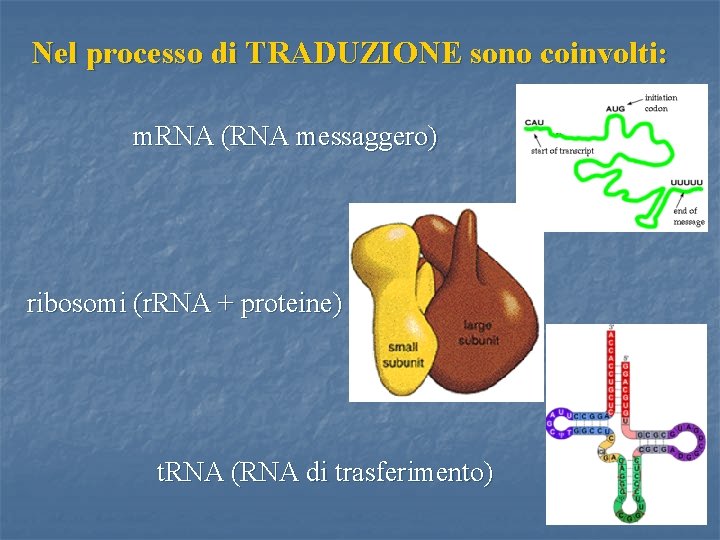 Nel processo di TRADUZIONE sono coinvolti: m. RNA (RNA messaggero) ribosomi (r. RNA +