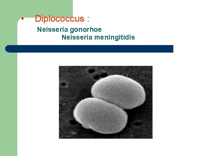  • Diplococcus : Neisseria gonorhoe Neisseria meningitidis 