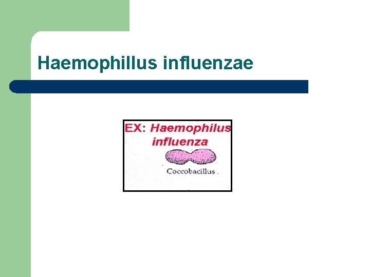 Haemophillus influenzae 