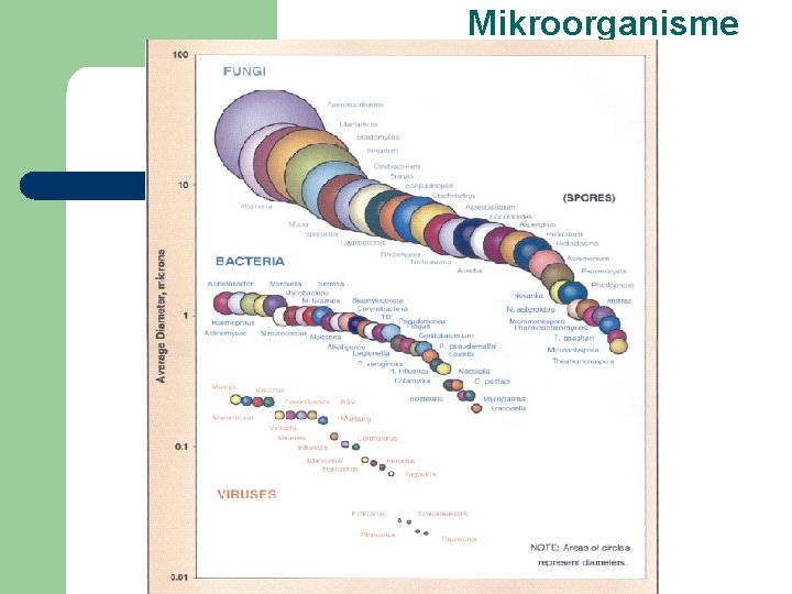 Mikroorganisme 