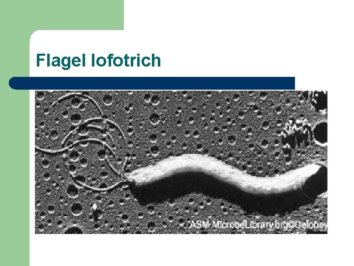 Flagel lofotrich 