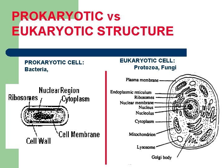 PROKARYOTIC vs EUKARYOTIC STRUCTURE PROKARYOTIC CELL: Bacteria, EUKARYOTIC CELL: Protozoa, Fungi 